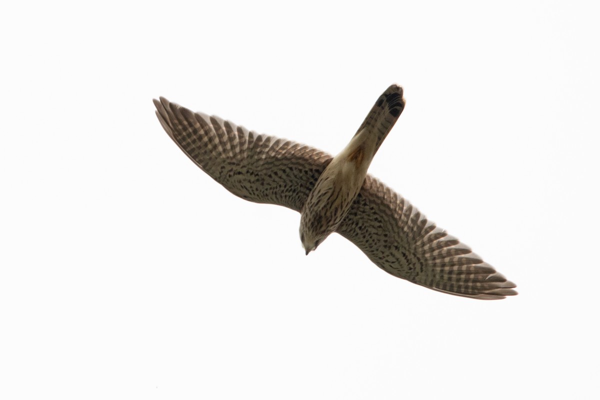 Eurasian Kestrel - ML360971971