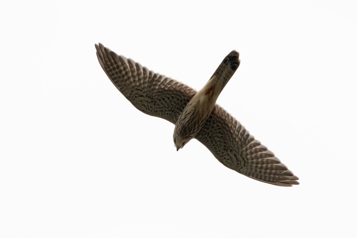 Eurasian Kestrel - ML360971981