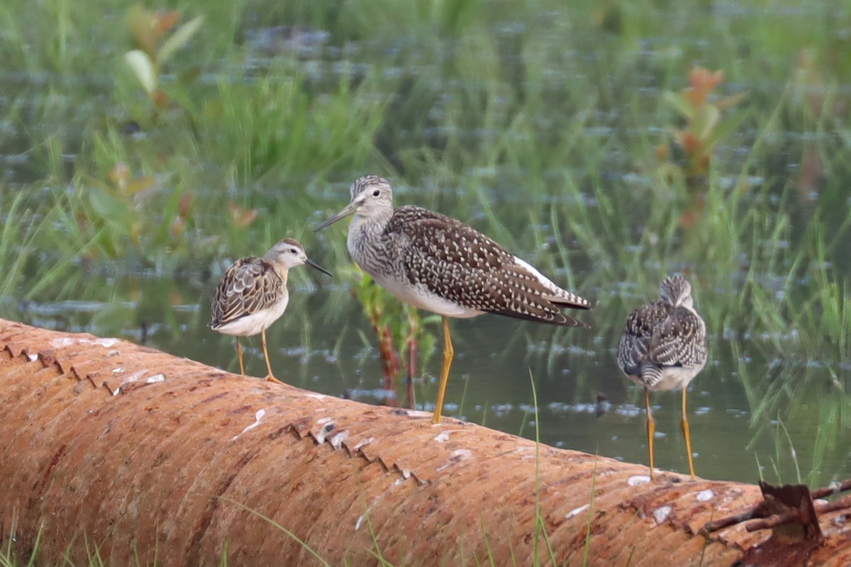 hvithalesvømmesnipe - ML360972561