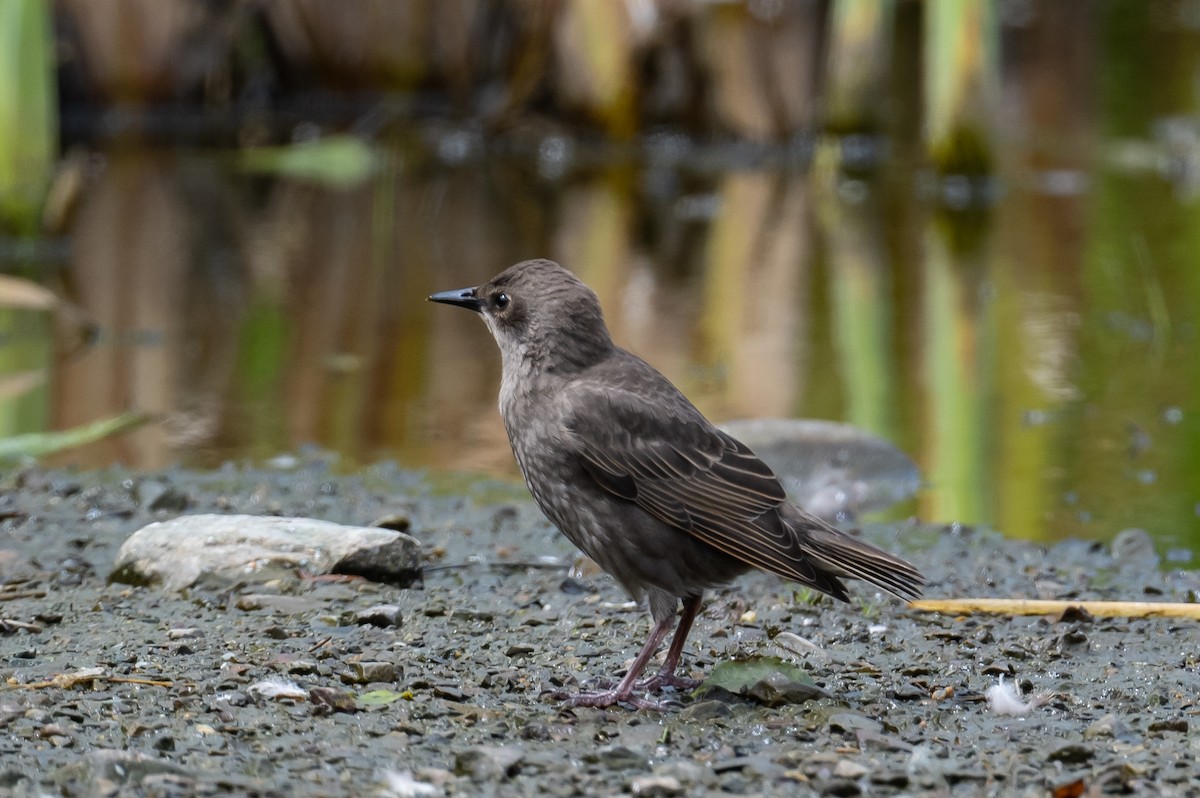 European Starling - ML360973431