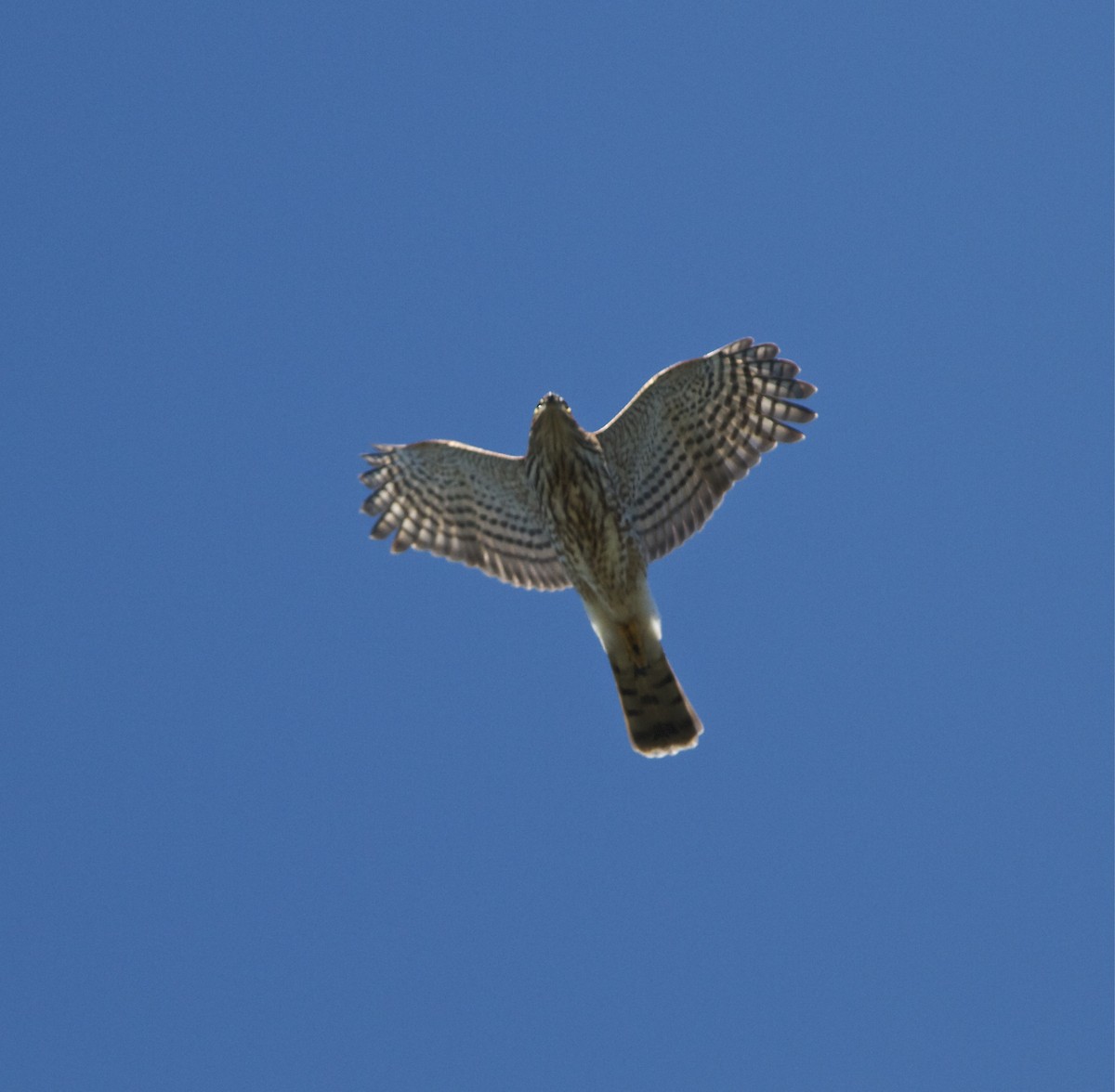 Sharp-shinned Hawk - ML36097571