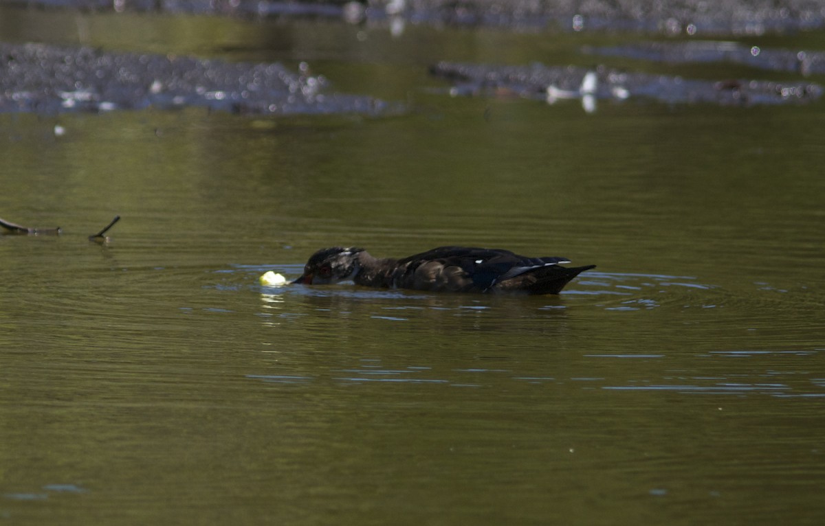 Wood Duck - ML36097641