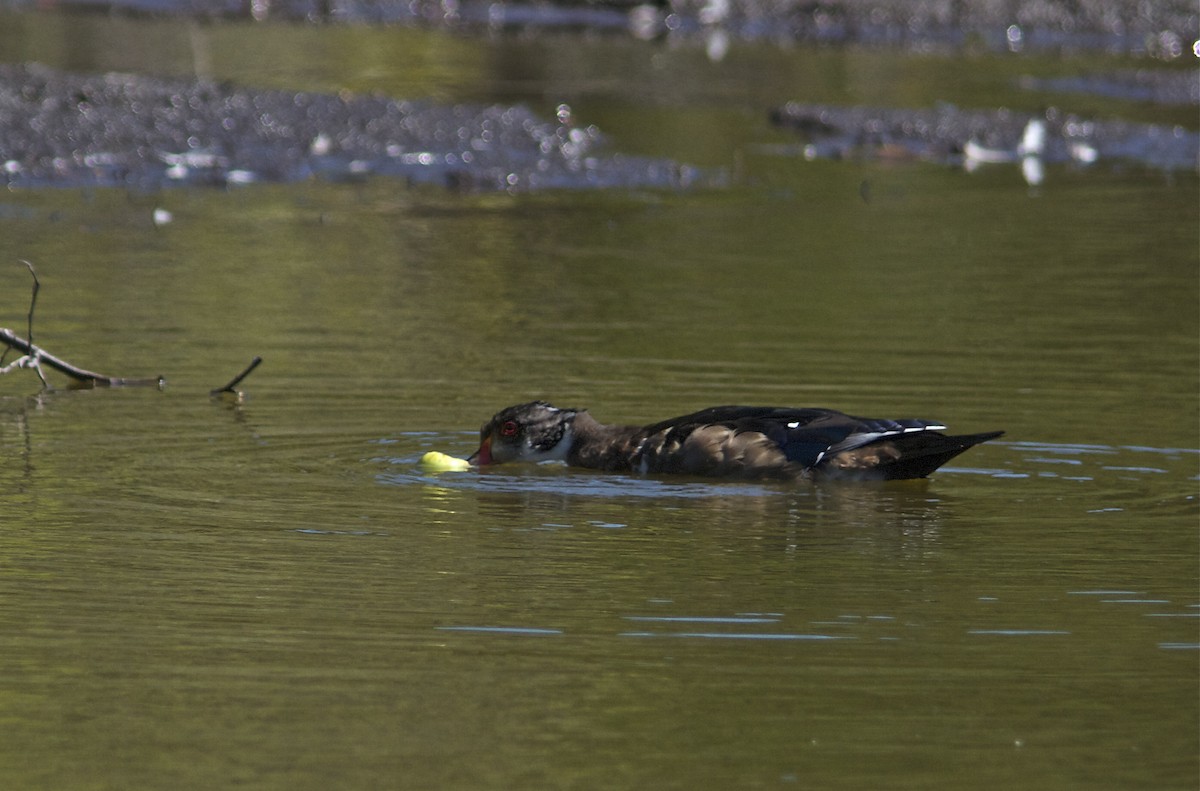 Canard branchu - ML36097661