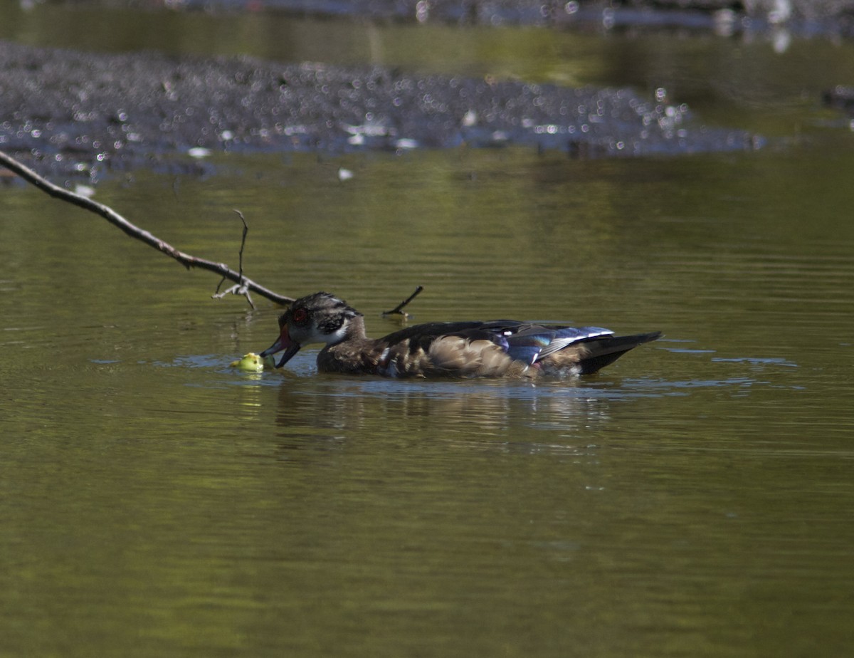 Wood Duck - ML36097681