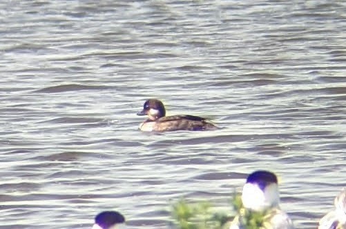 Bufflehead - ML360976971