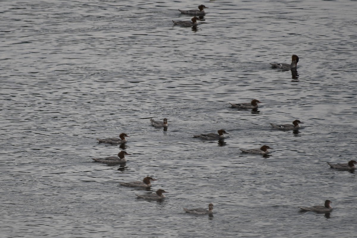 Common Merganser - Carol Hildebrand