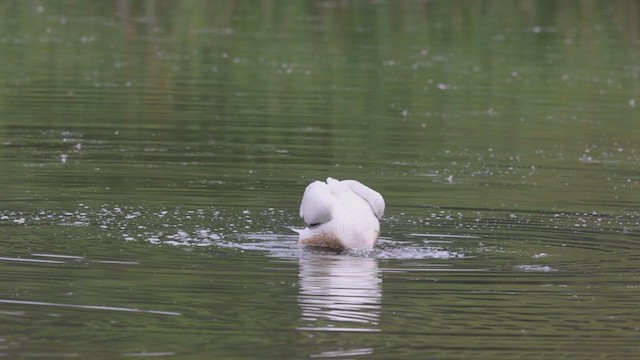 American White Pelican - ML360977641