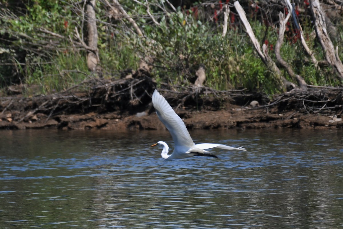 Great Egret - ML360977651