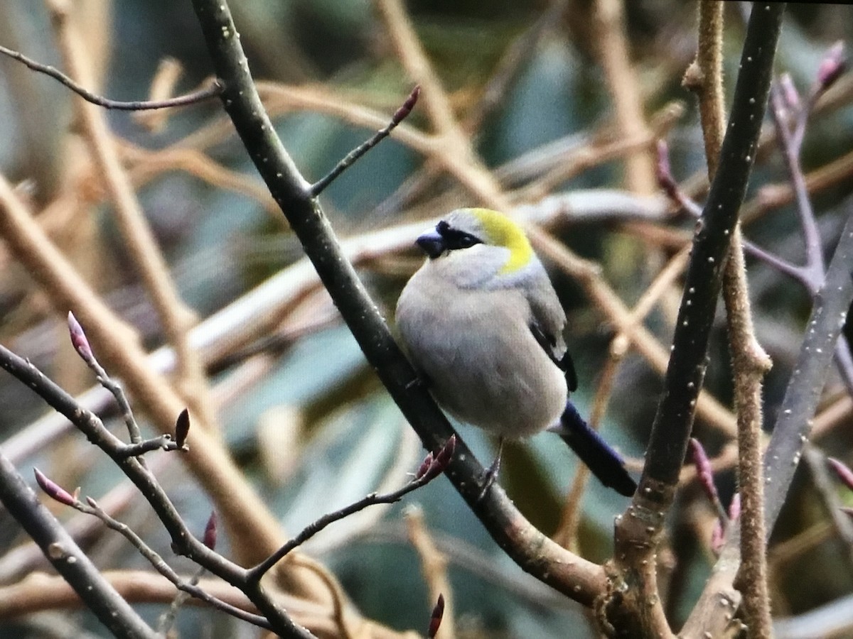 Red-headed Bullfinch - Snehes Bhoumik