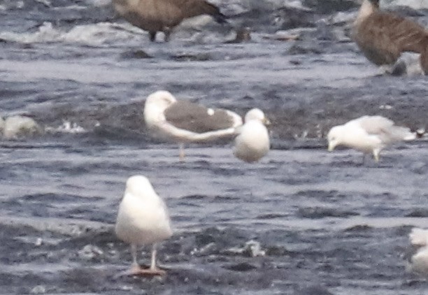 Lesser Black-backed Gull - ML360980881