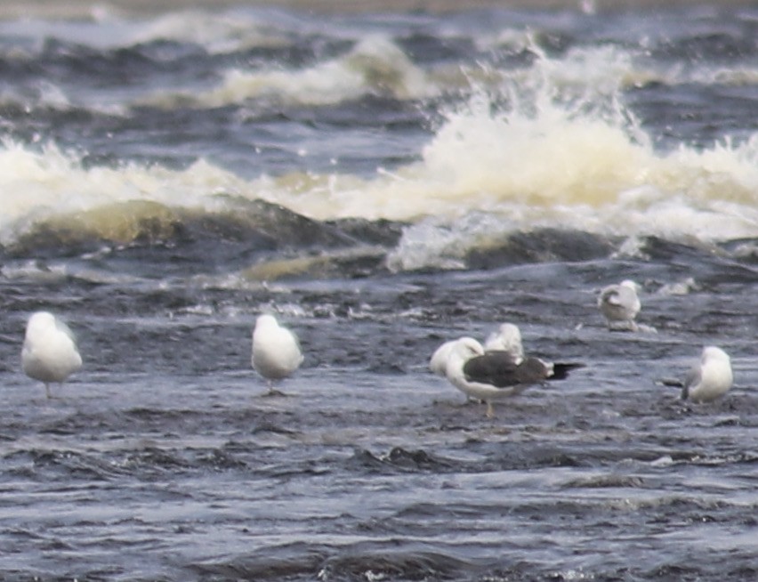 Lesser Black-backed Gull - Charlie   Nims