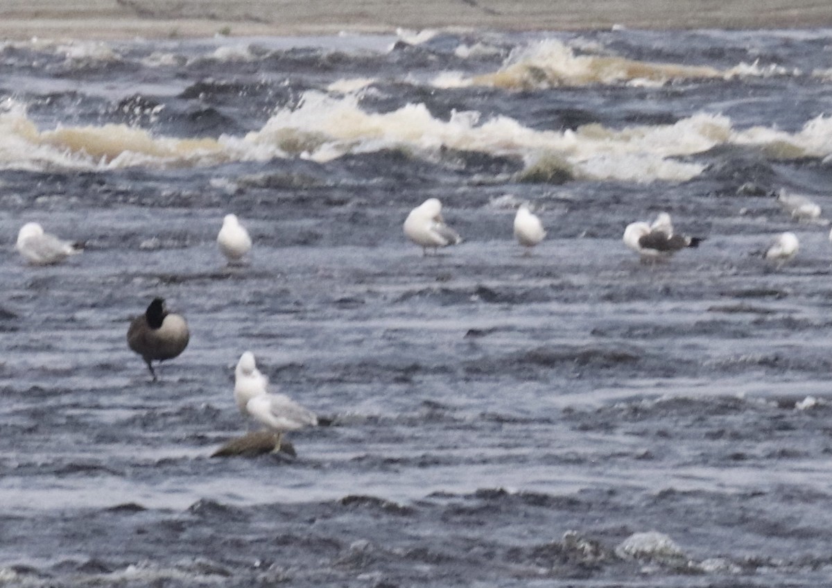 Lesser Black-backed Gull - ML360980921