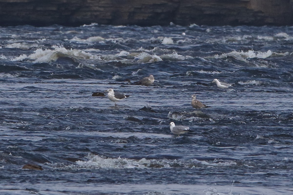 Lesser Black-backed Gull - ML360981581