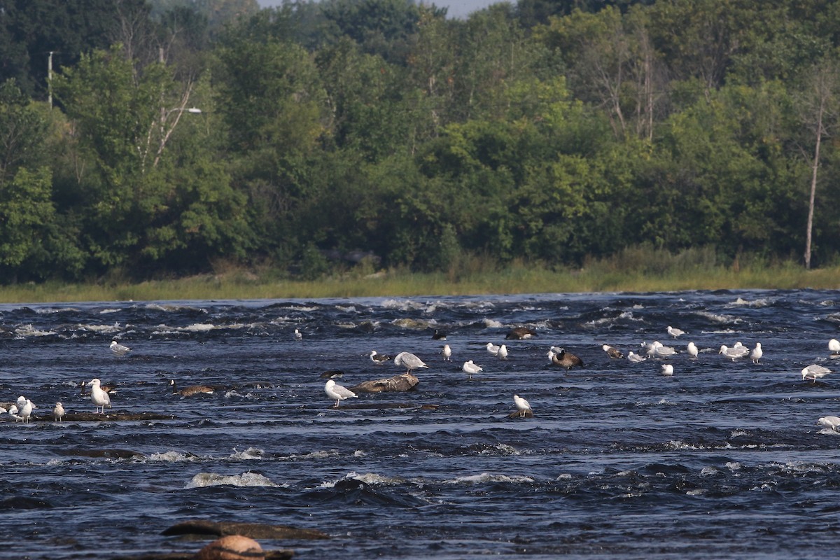 Lesser Black-backed Gull - ML360981761