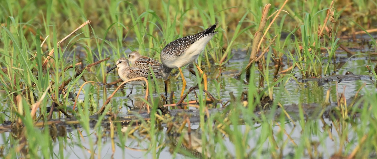 Western Sandpiper - ML360982131