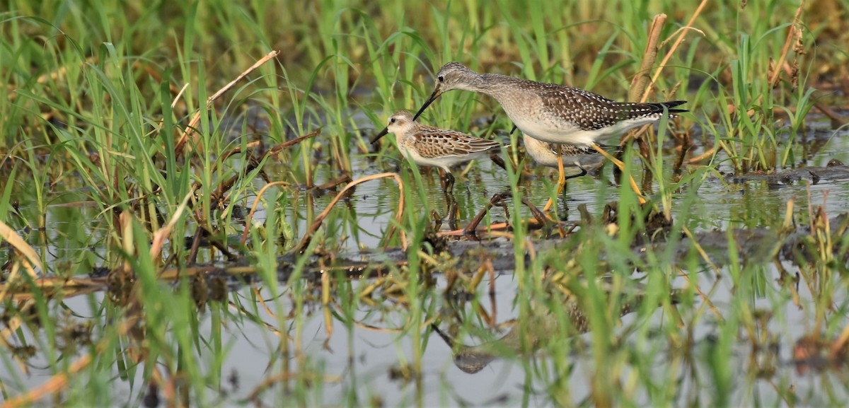 gulbeinsnipe - ML360982461