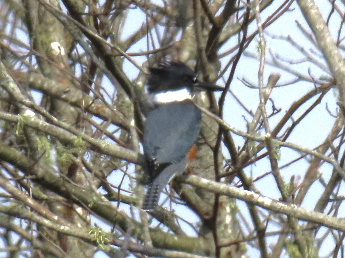 Belted Kingfisher - ML360984031