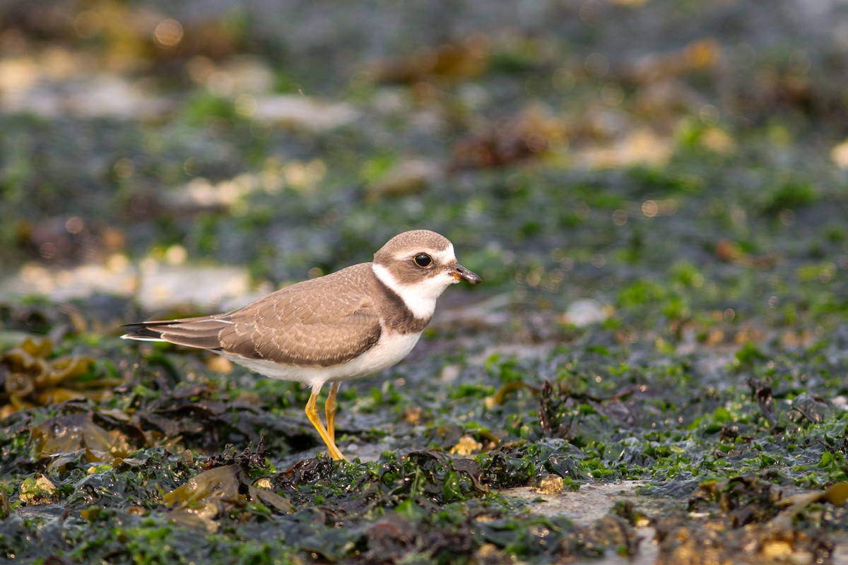 Semipalmated Plover - ML360984391