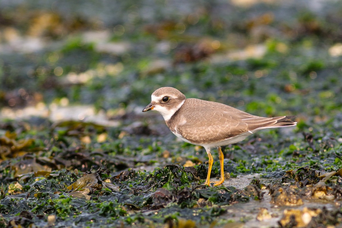 Semipalmated Plover - ML360984411