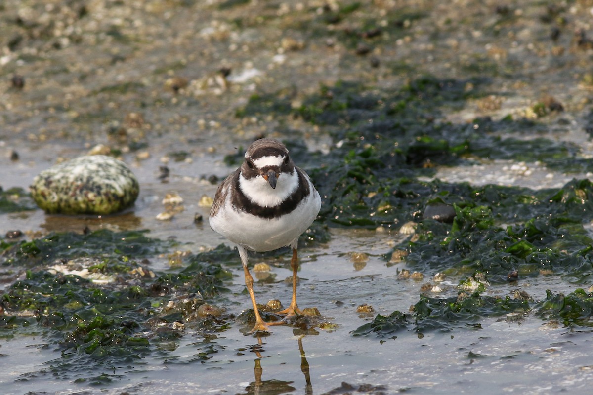 Semipalmated Plover - ML360984641