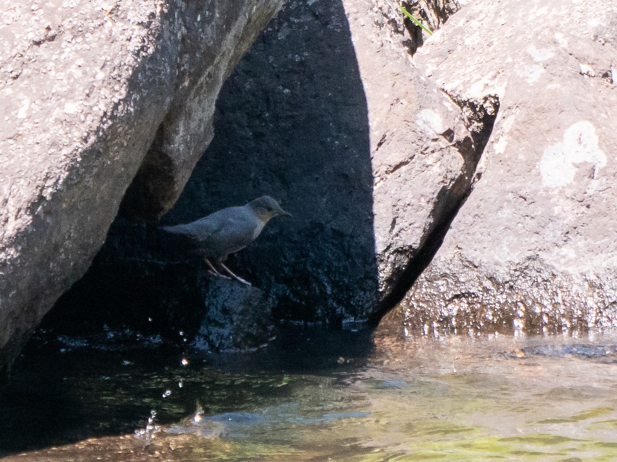 American Dipper - Aidan Lorenz