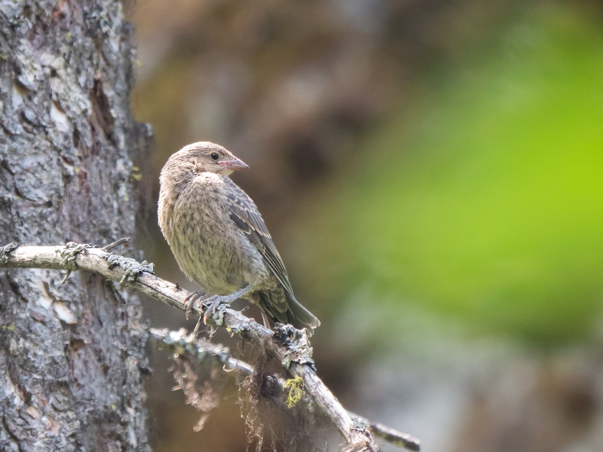 Cedar Waxwing - ML360985341