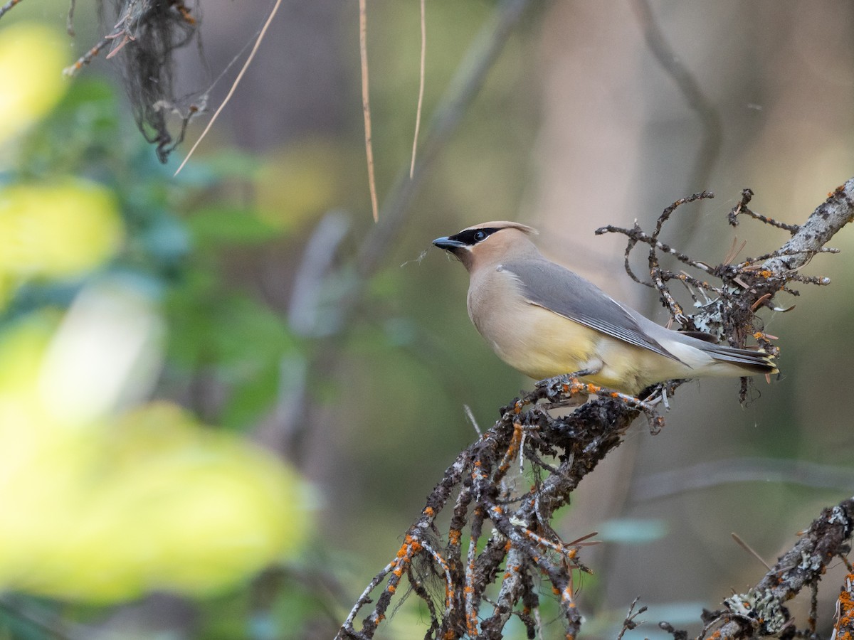 Cedar Waxwing - ML360985401