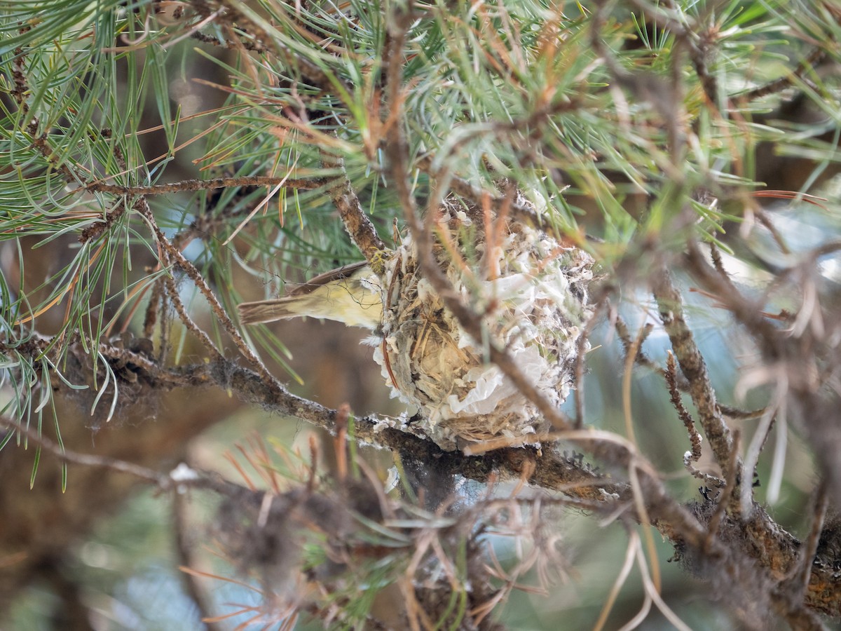 Vireo de Cassin - ML360985581