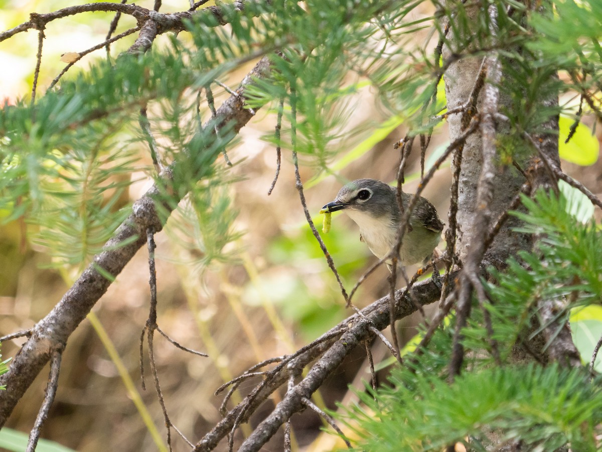 Cassin's Vireo - Aidan Lorenz