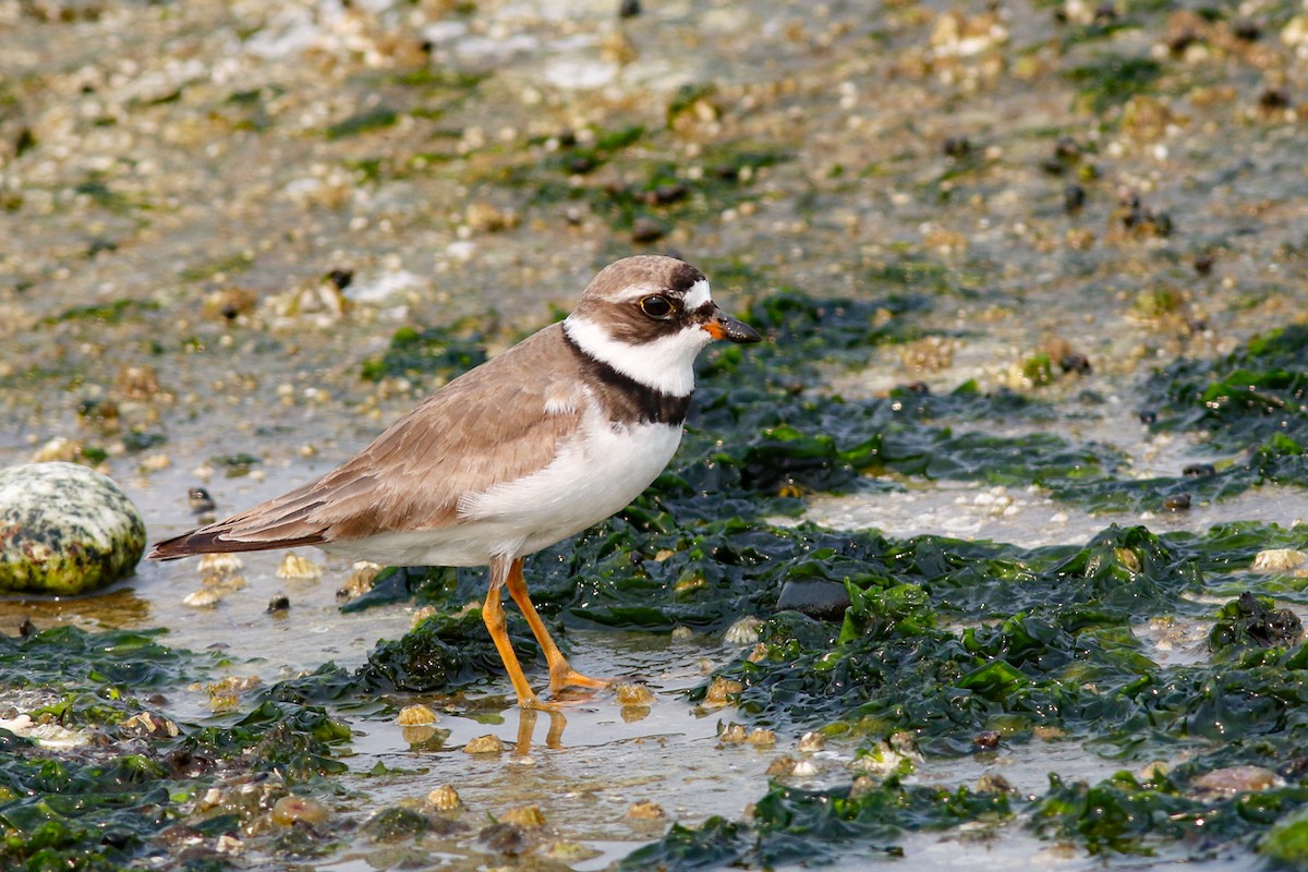 Semipalmated Plover - ML360985951