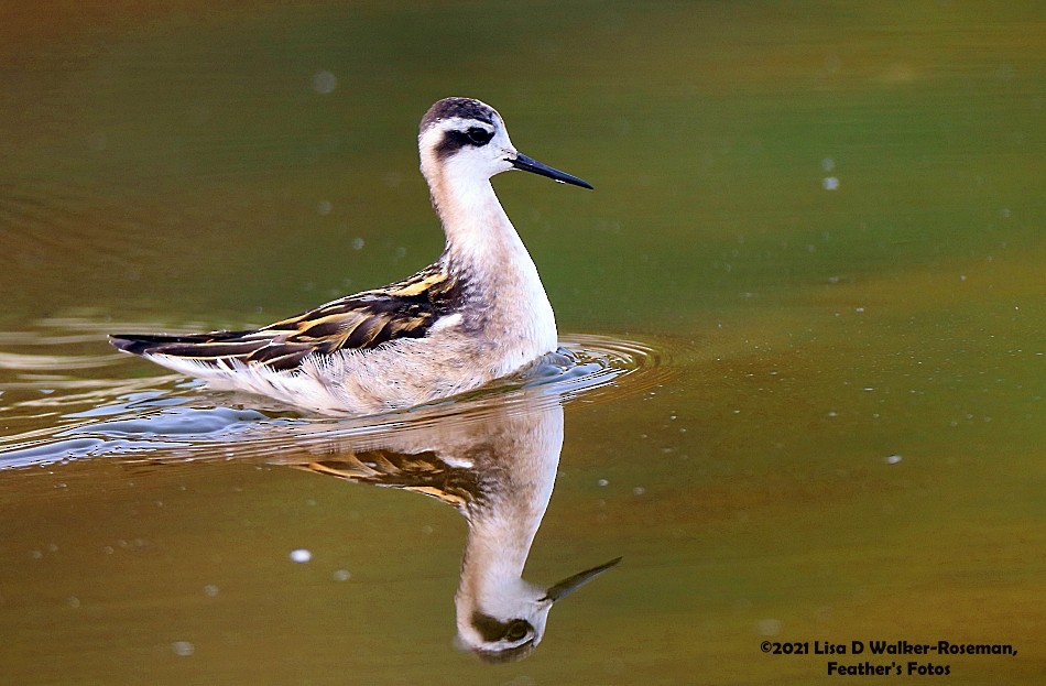 Red-necked Phalarope - Lisa Walker-Roseman