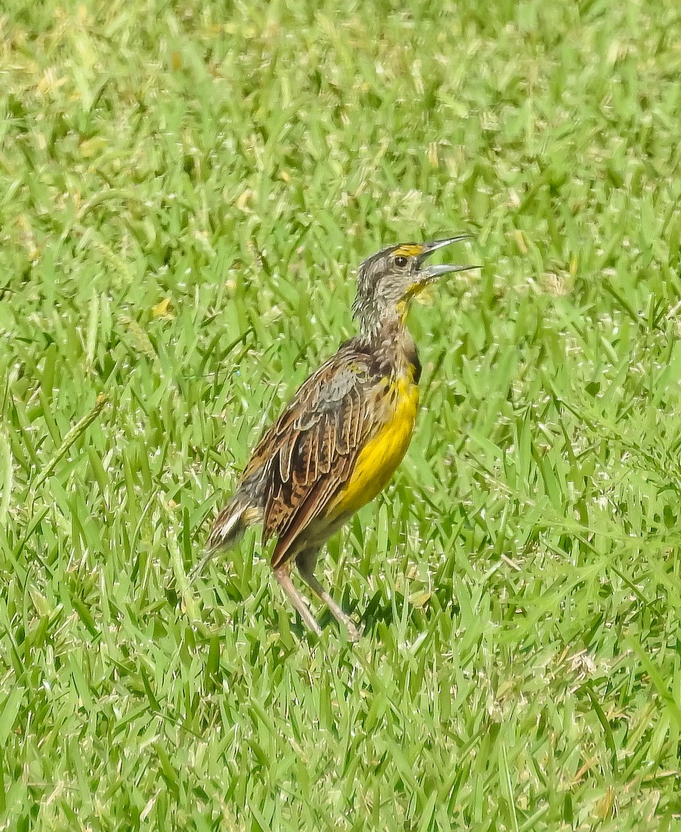 Eastern Meadowlark - ML360987601