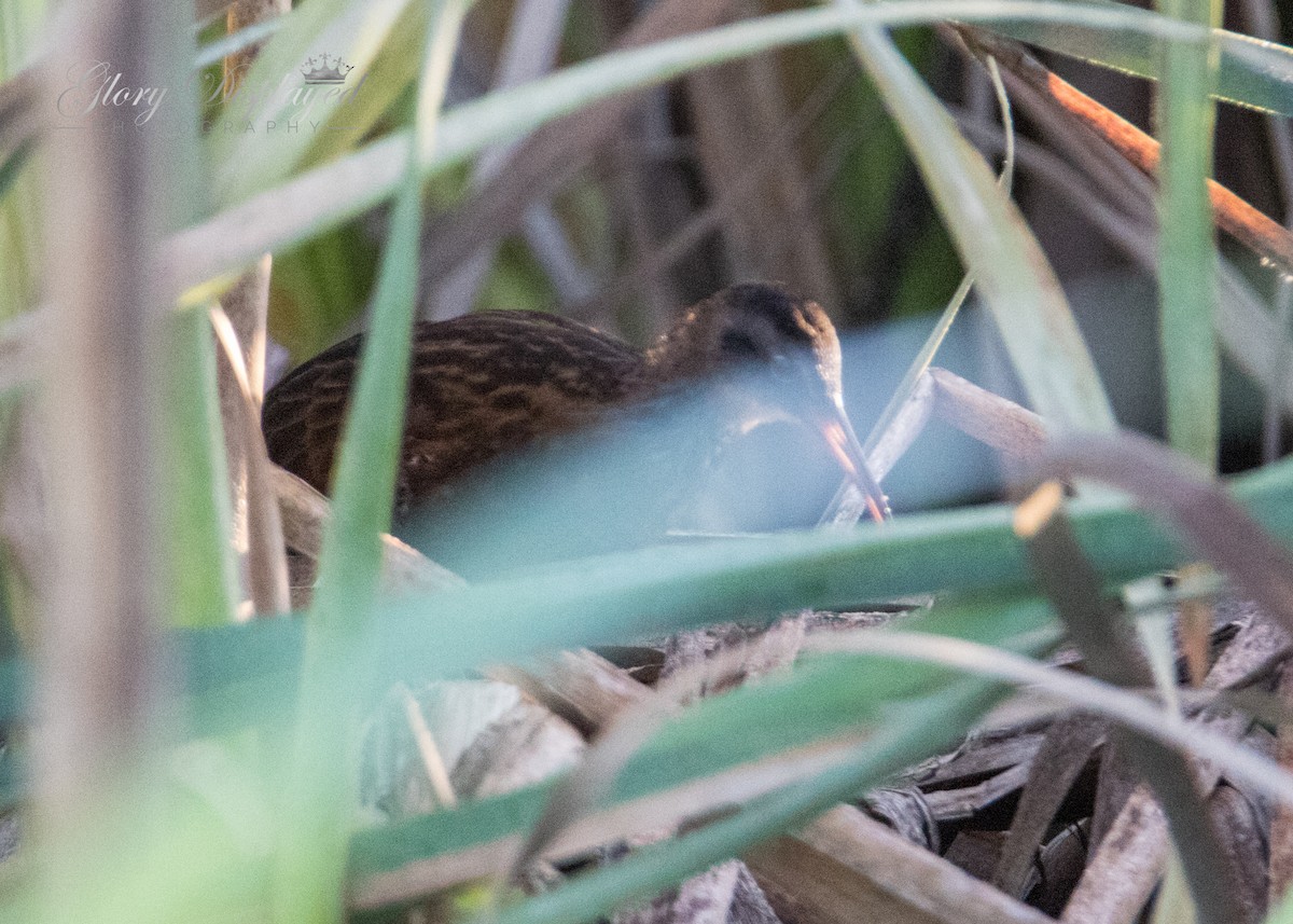 Virginia Rail - ML360987671