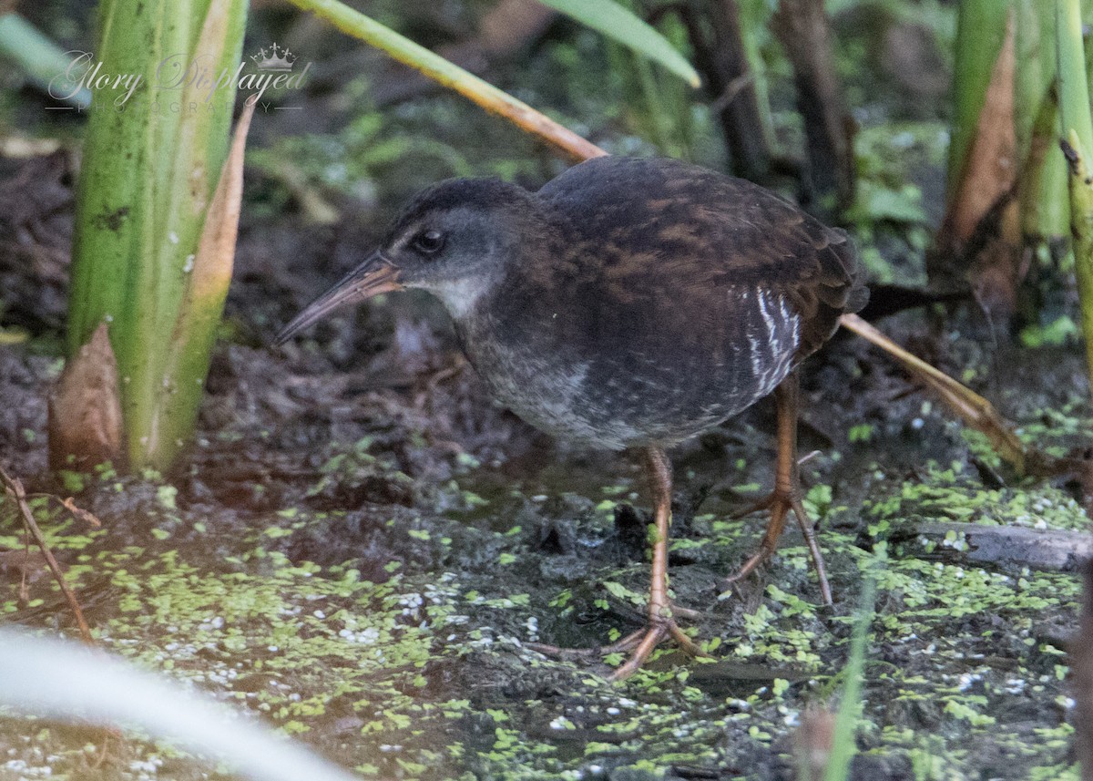 Virginia Rail - Rachel Justice