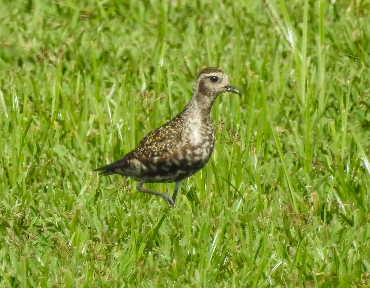 American Golden-Plover - Michele Louden