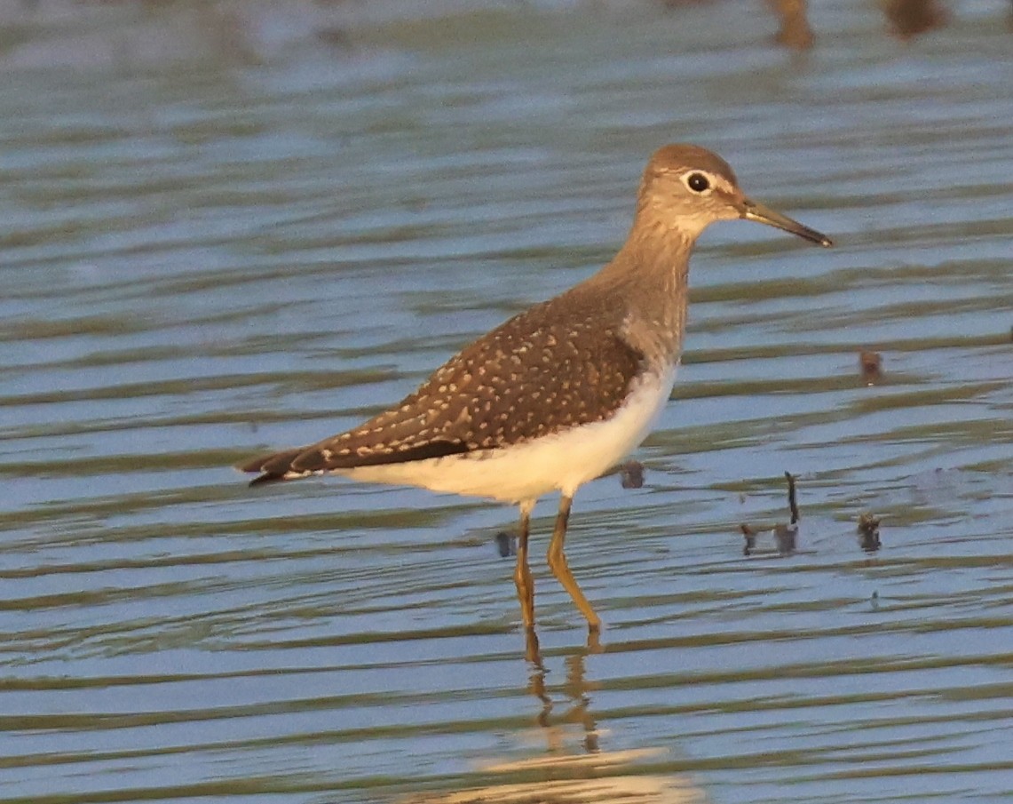 Solitary Sandpiper - ML360989191