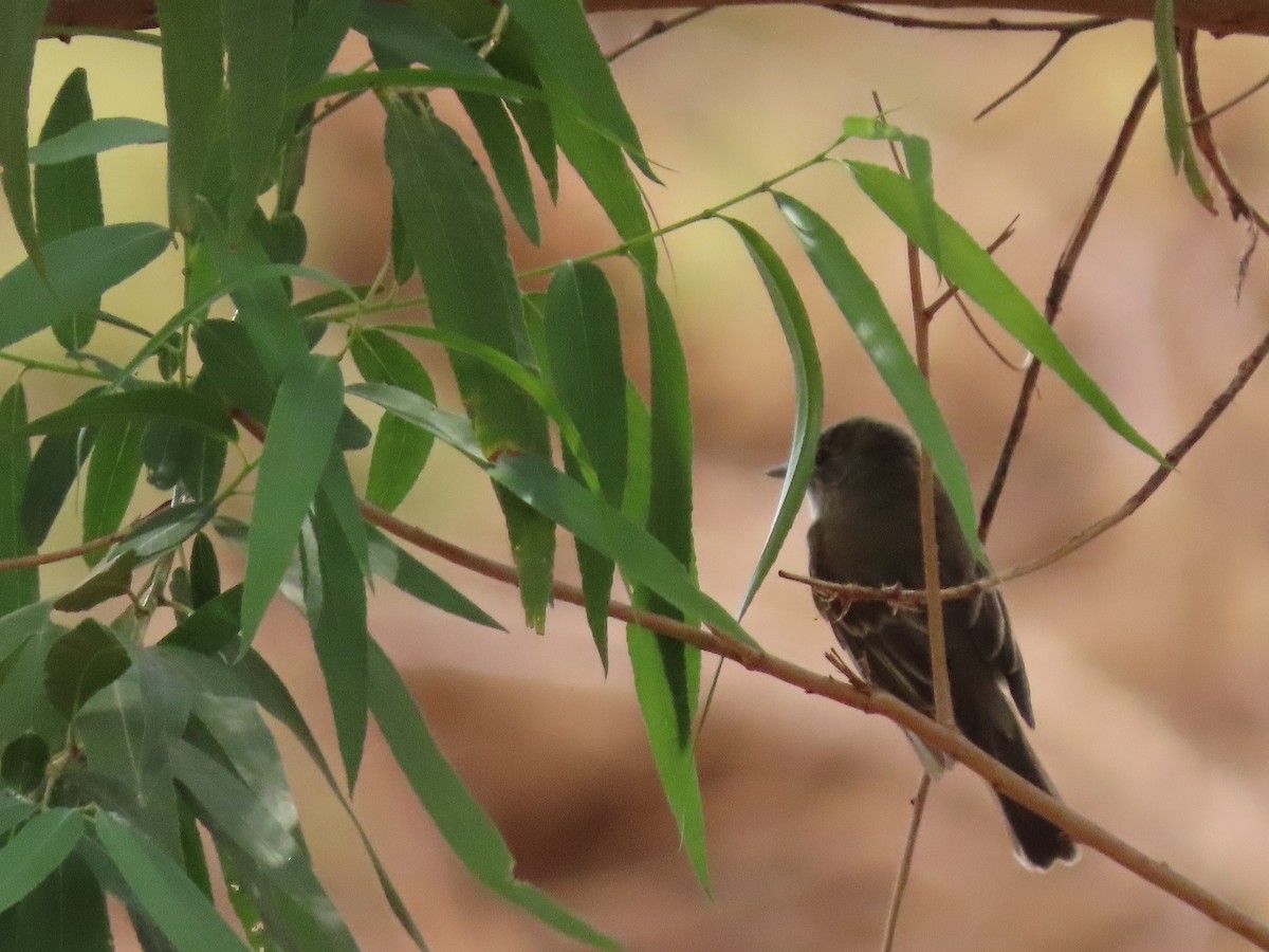 Willow Flycatcher - ML360989991