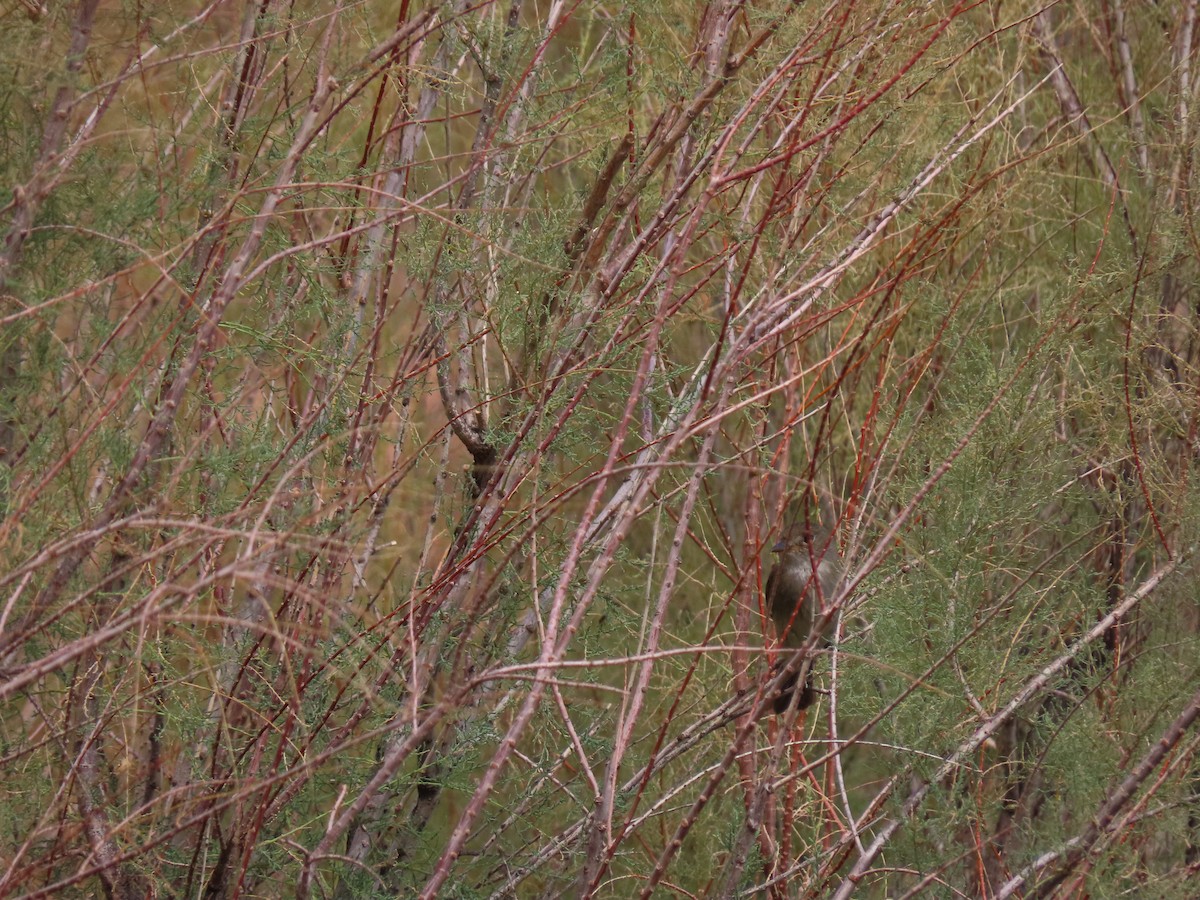 Willow Flycatcher - Charles  Babbitt