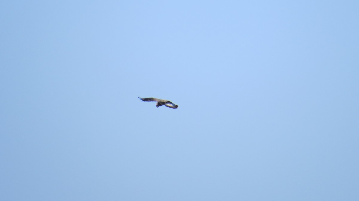 Rough-legged Hawk - ML360991441