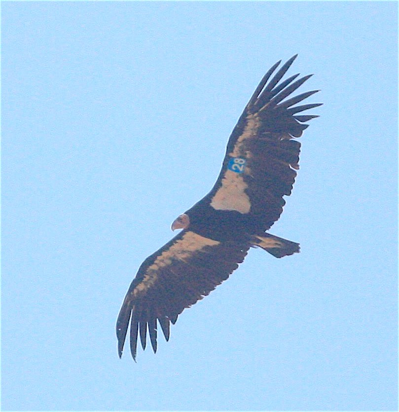 Condor de Californie - ML360996431