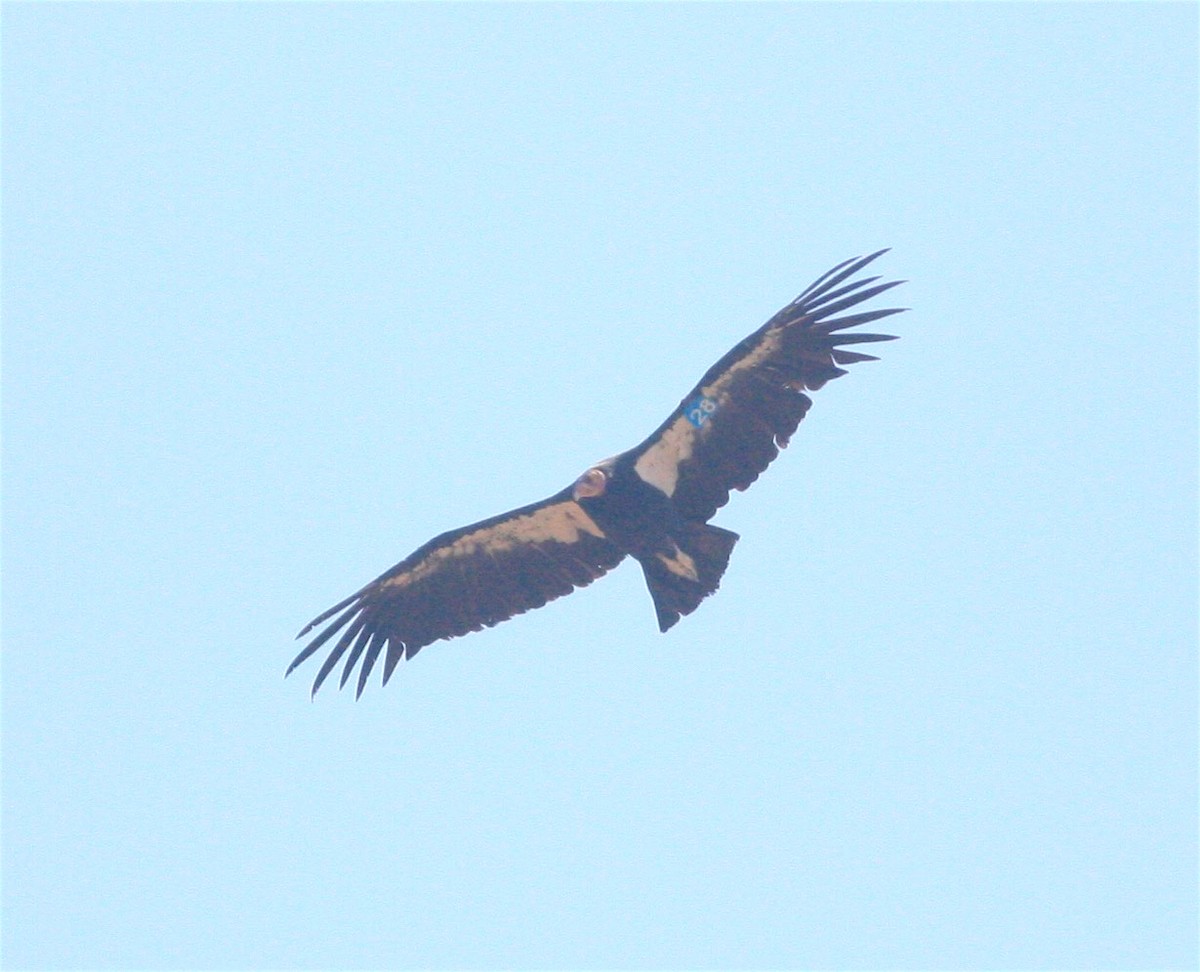 Condor de Californie - ML360996441