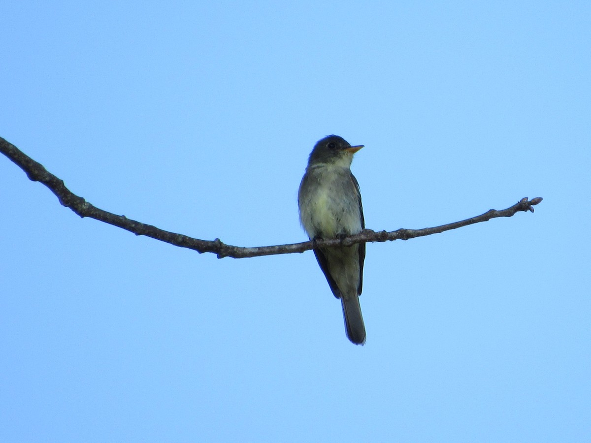 Eastern Wood-Pewee - ML360997071