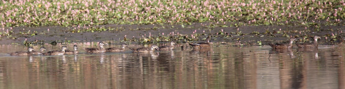 Wood Duck - ML360997901