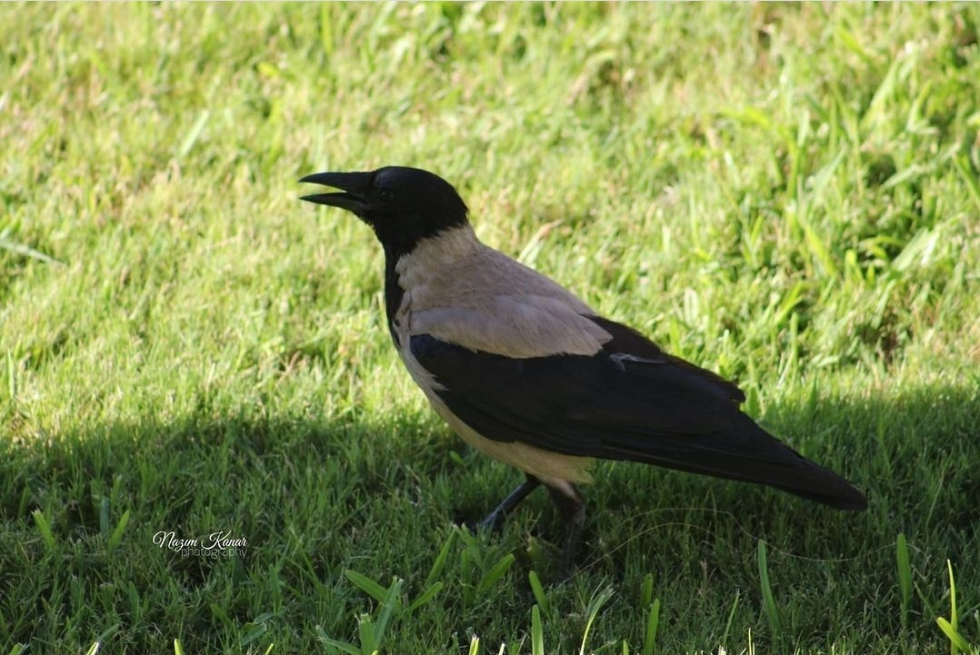 Hooded Crow (Hooded) - ML360998881