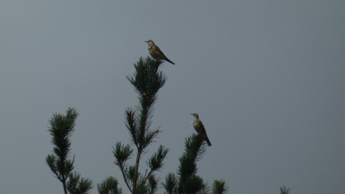 Mistle Thrush - ML360999401