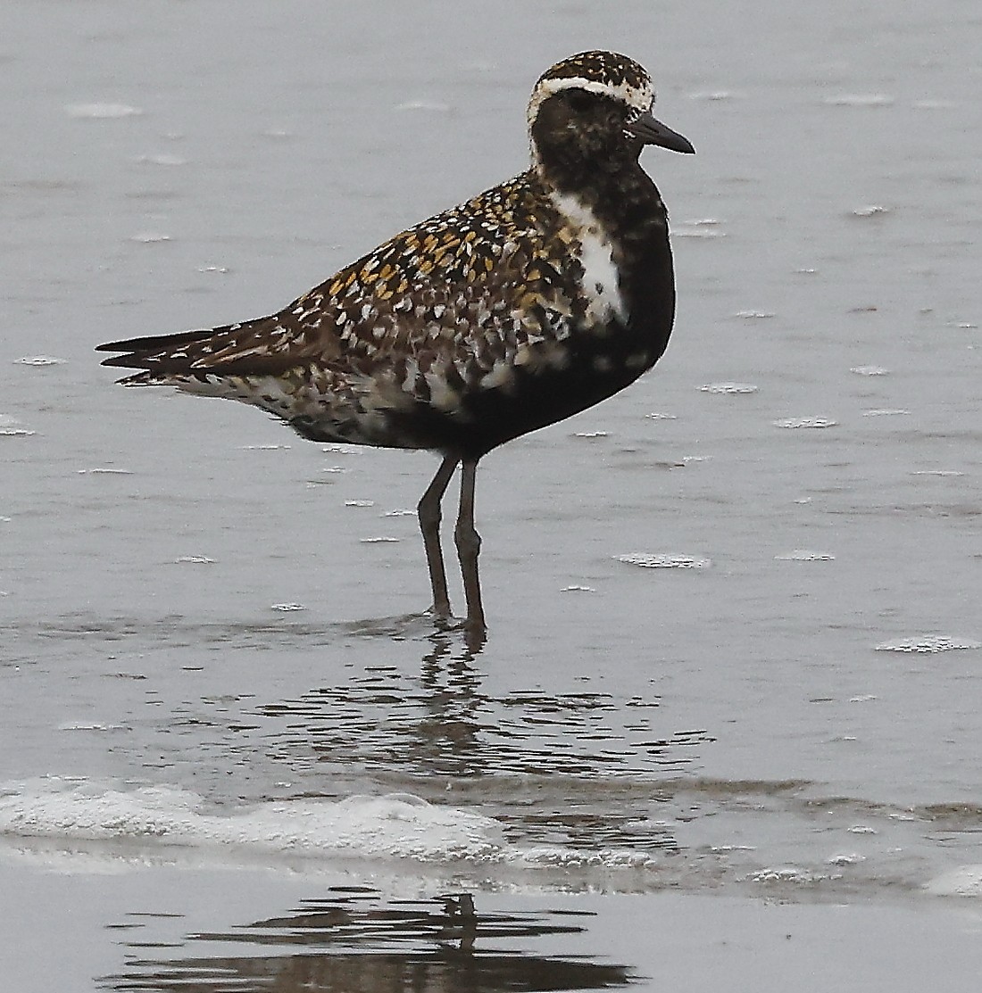 Pacific Golden-Plover - ML360999621