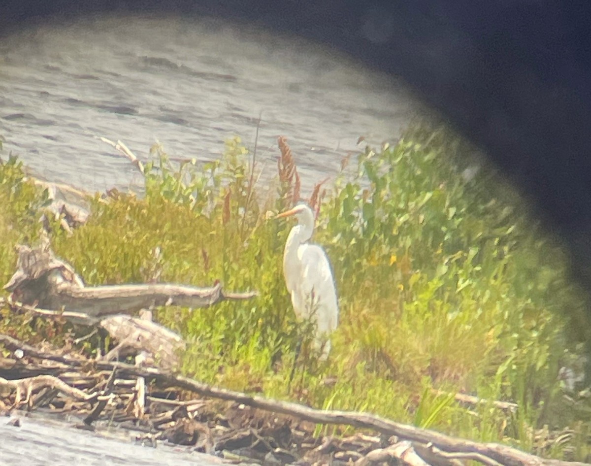 Great Egret - ML360999661