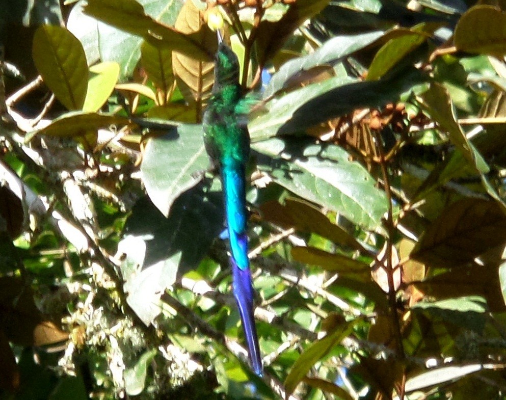 Long-tailed Sylph - ML361000471