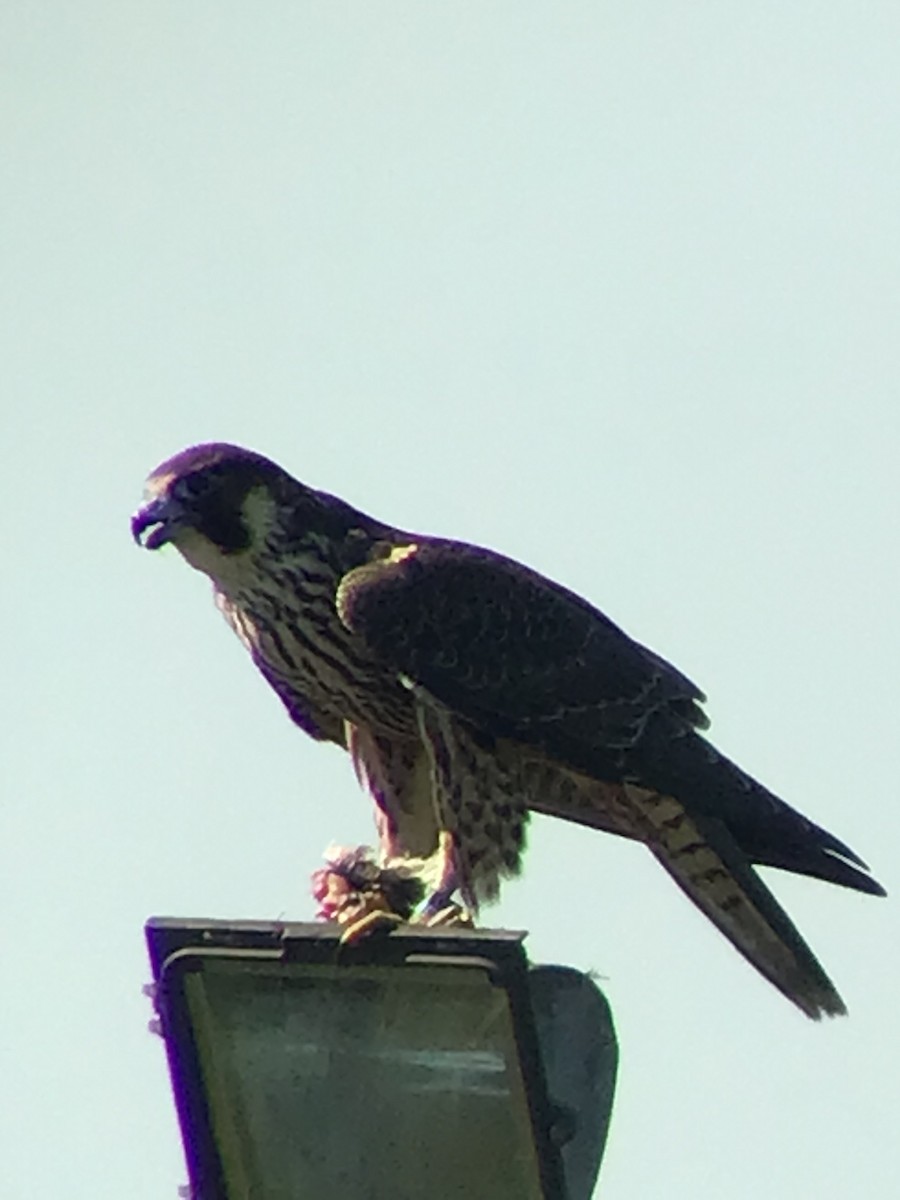 Peregrine Falcon - Thomas Wood