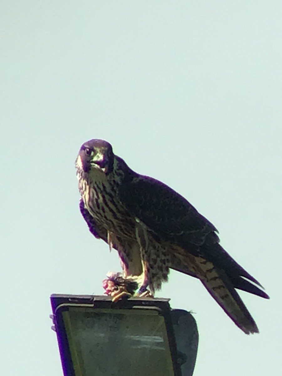 Peregrine Falcon - Thomas Wood